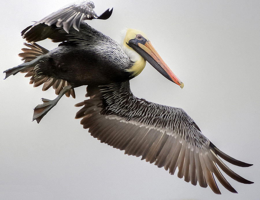 Pelican Photograph - Lift Off by Charlotte Schafer