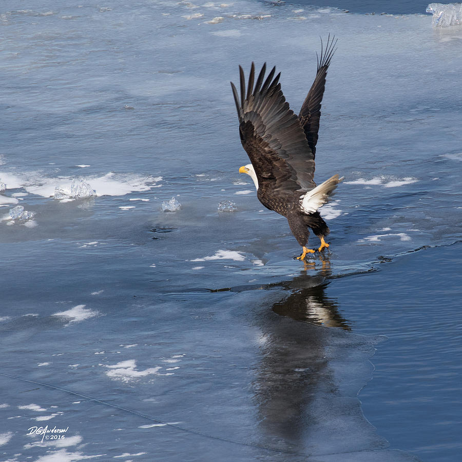 Eagle Photograph - Lift off by Don Anderson