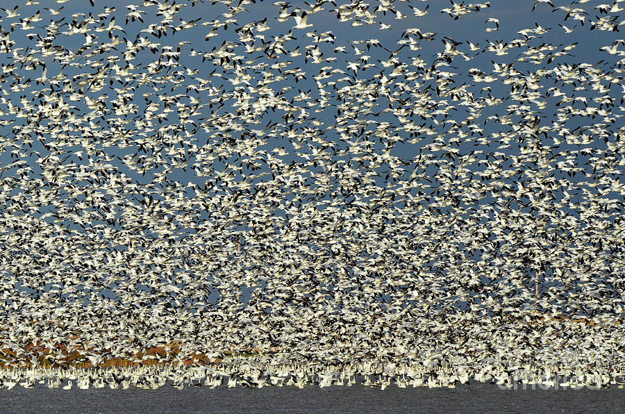 Lift Off Snow Geese 2 Photograph by Bob Christopher