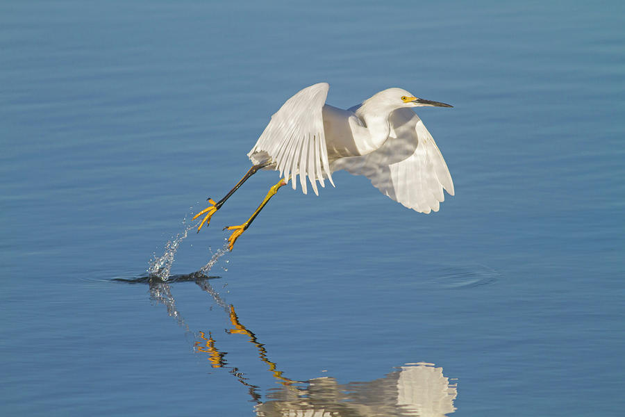 Lift Off- Snowy Egret Photograph by Mark Miller