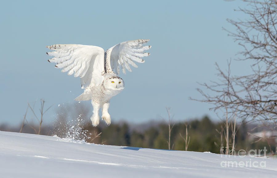 Lift Off Snowy Owl Photograph by Cheryl Baxter