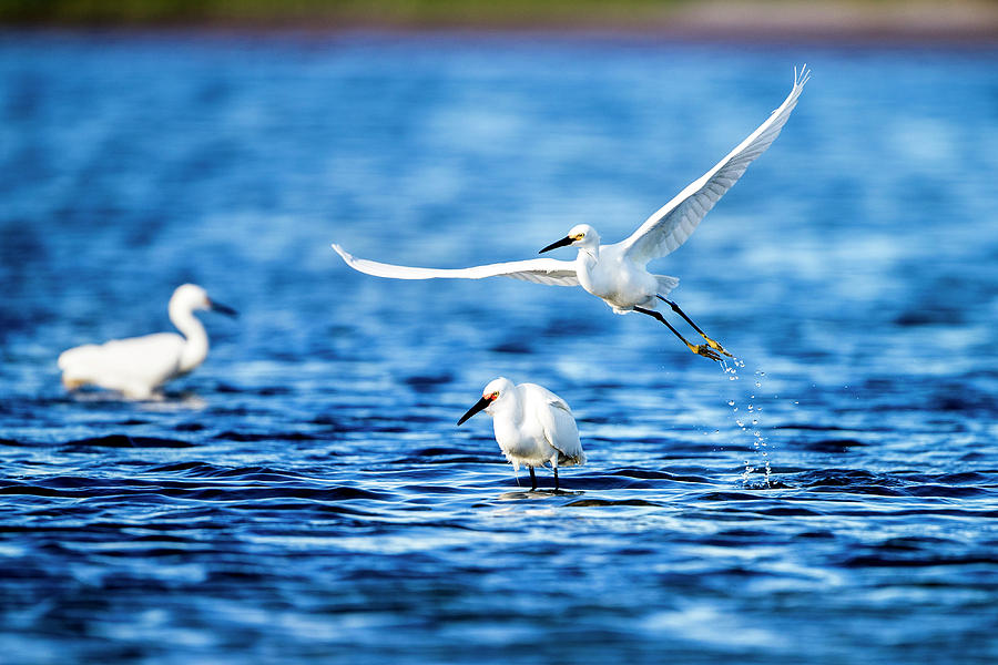 Egret Photograph - Lift Off by Todd Ryburn