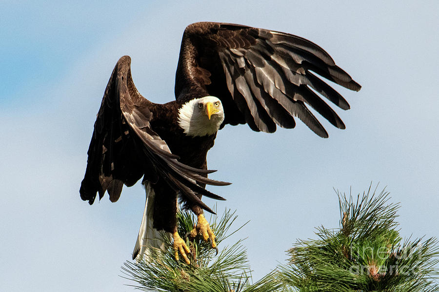 Eagle Photograph - Lifted Wings by Michael Dawson