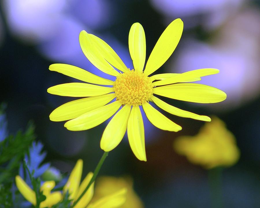 Flower Photograph - Lifted Yellow Flower by Matt Quest