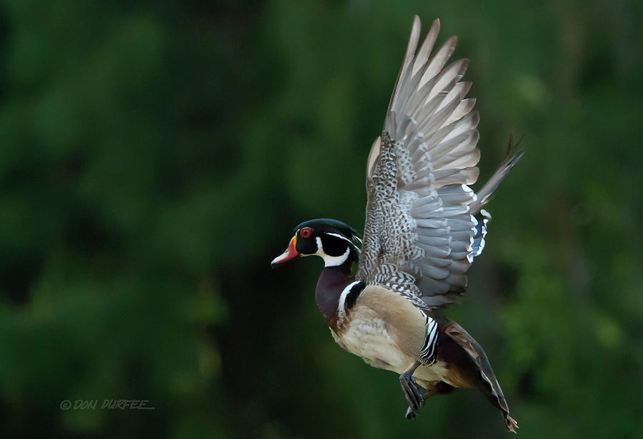 Lifting Off Photograph by Don Durfee