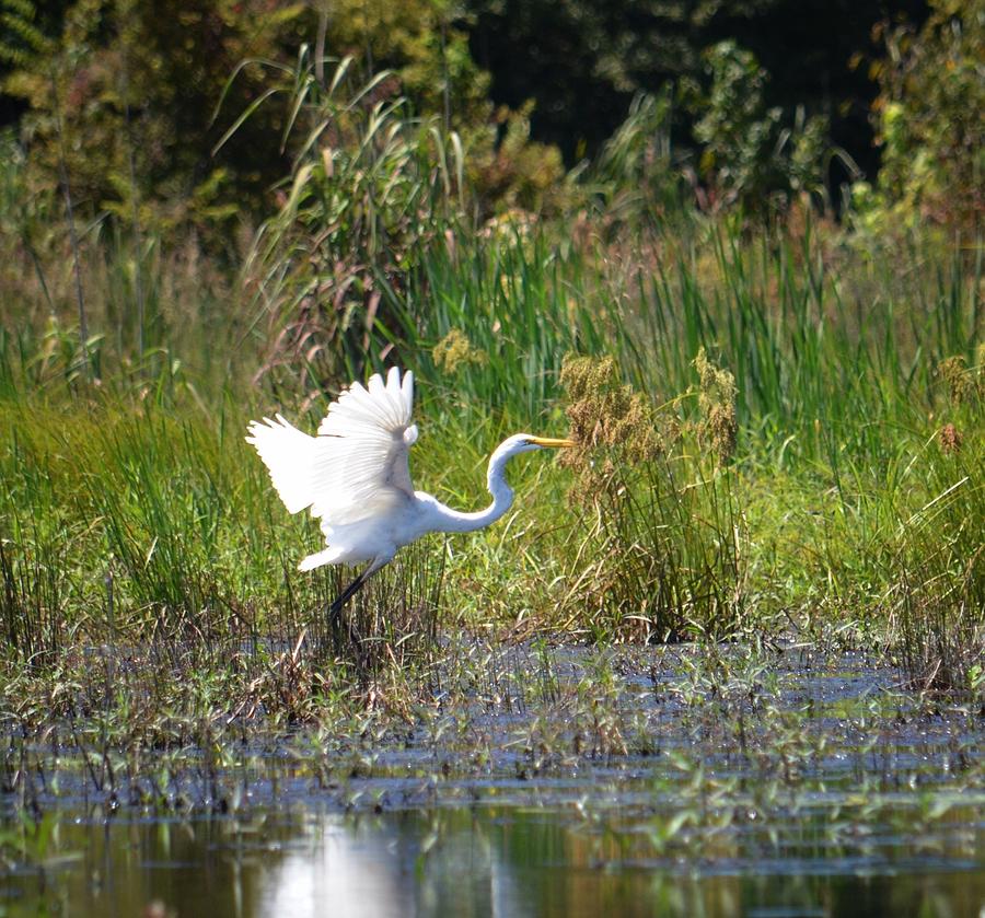 Lifting Off - Egret Photograph by Maria Urso