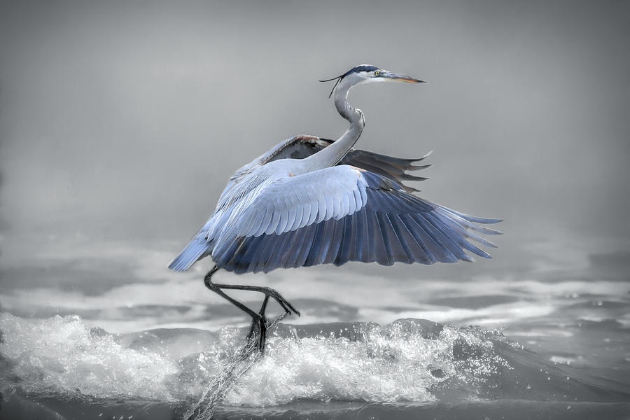 Lifting Off - Selective Color Photograph by Donna Kennedy