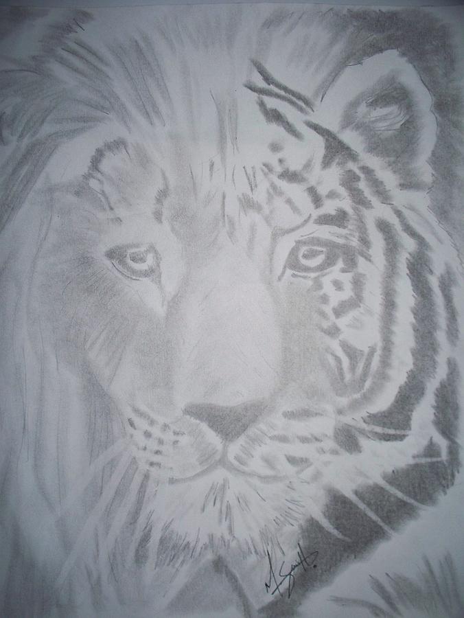 Liger Drawing by Mat Smith