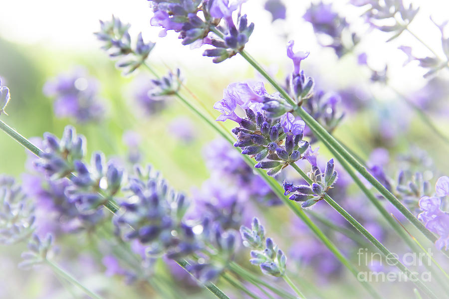 Light and Airy Lavender Photograph by Amy Sorvillo