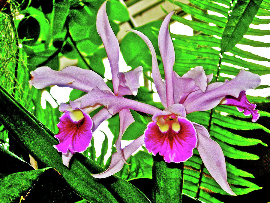 Light and Dark Pink Orchids in National Botanical Garden, Washington DC Photograph by Ruth Hager