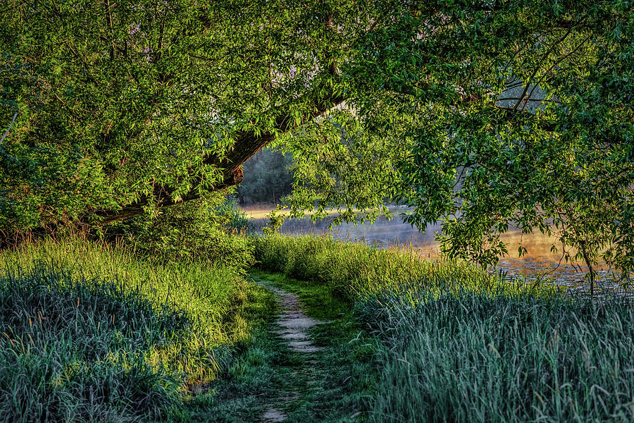 Light And Green #h5 Photograph by Leif Sohlman