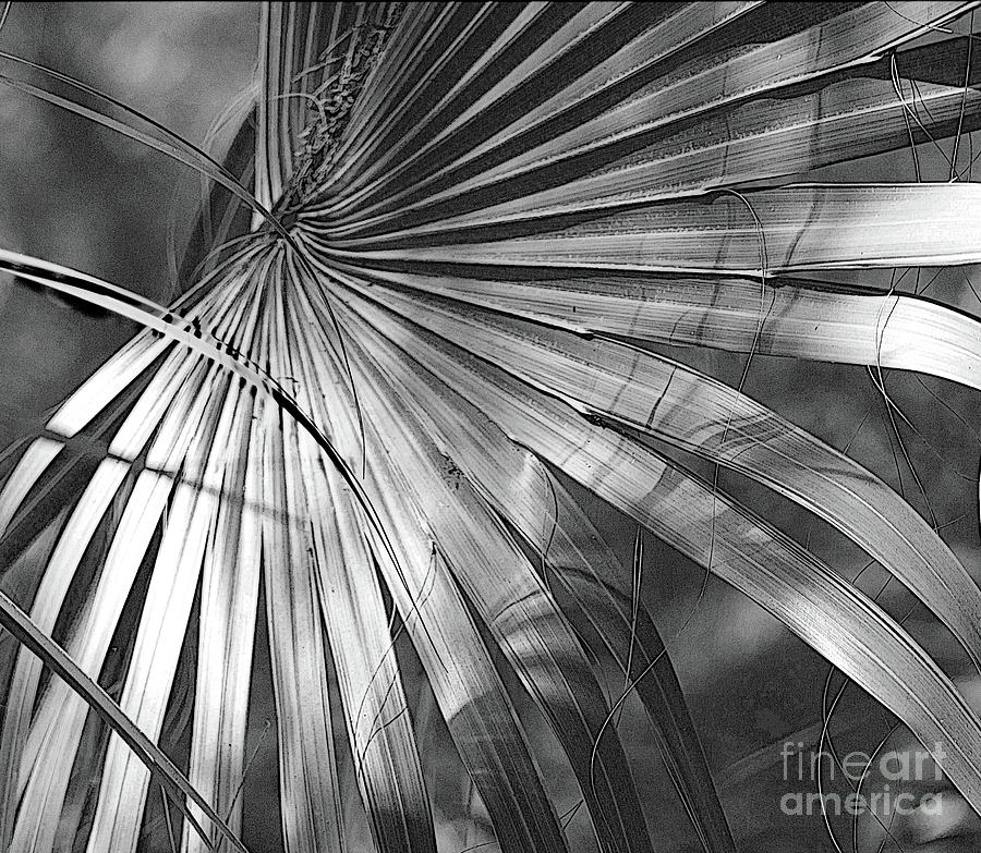 Light and Lines Photograph by Carol Lloyd