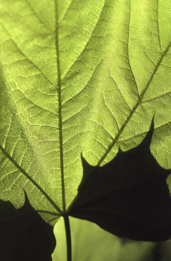 Light and Maple Leaf Macro Photograph by Blair Seitz