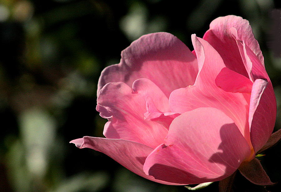 Light and Shadow on a Pink Rose Photograph by Sheila Brown