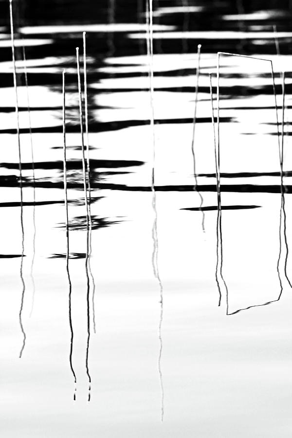 Light And Shadow Reeds Abstract Photograph
