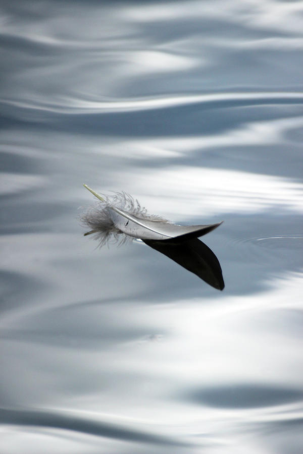 Nature Photograph - Light as a Feather by Spencer Bush