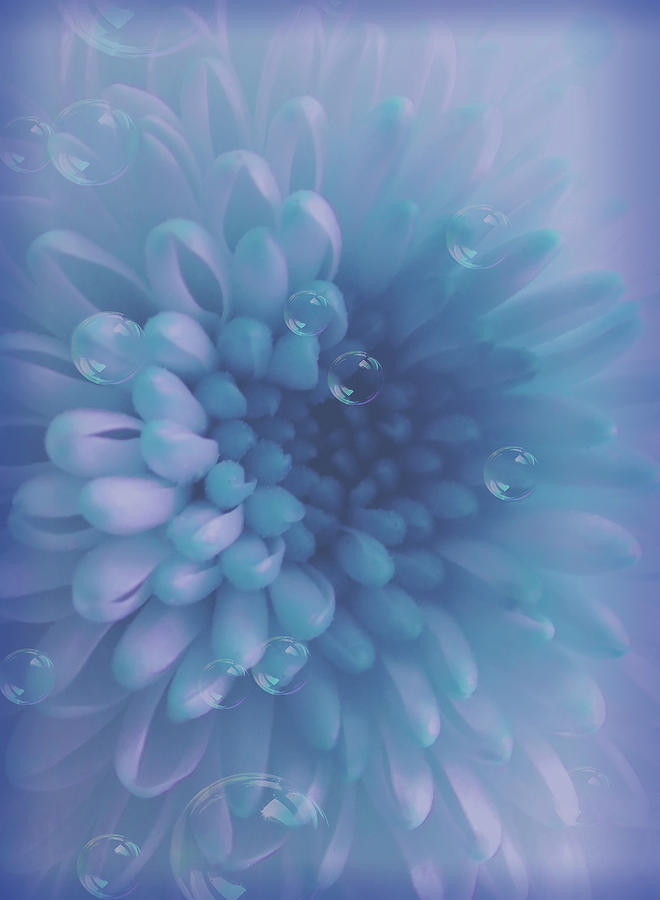 Light Blue Flower Artwork Photograph by Johanna Hurmerinta