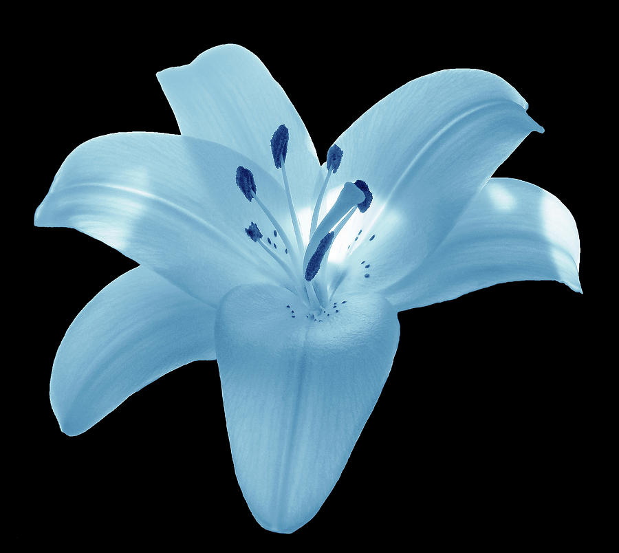Light Blue Lily Photograph by Johanna Hurmerinta