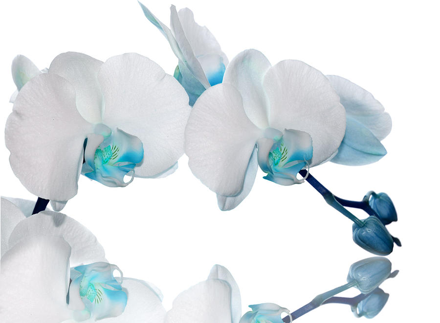 Orchid Photograph - Light blue orchid flower by Stela Knezevic