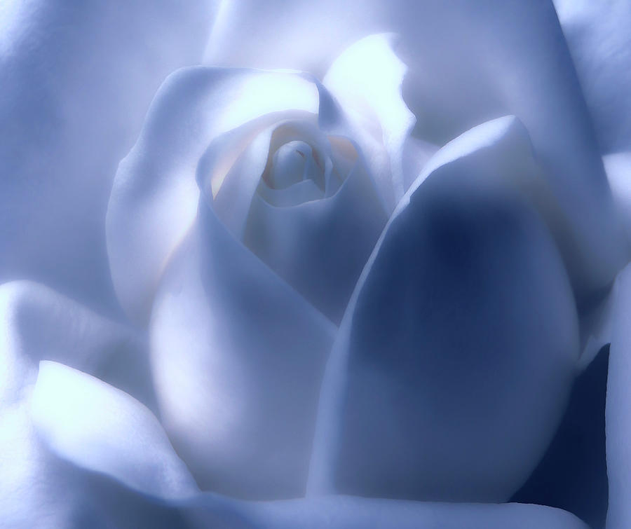 Light Blue Rose Macro Photograph by Johanna Hurmerinta