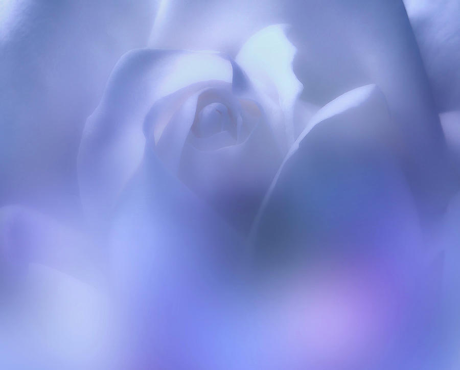 Light Blue Rose Whisper Photograph by Johanna Hurmerinta