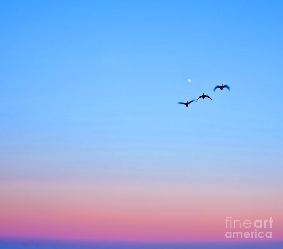 Light Blue Sunset Birds Photograph by Alex Art