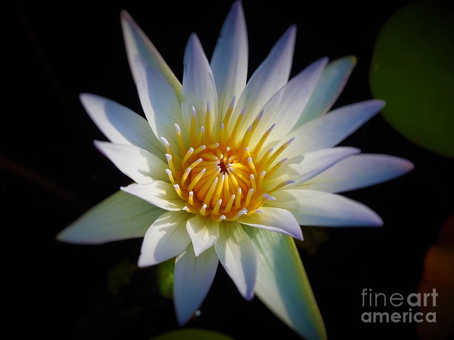 Light Blue Water Lily Photograph by Chad and Stacey Hall