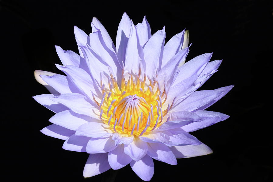 Light Blue Water Lily Photograph by Lou Ford