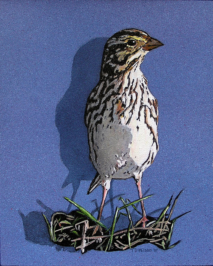 Light Capture of Savannah Sparrow Painting by TD Wilson