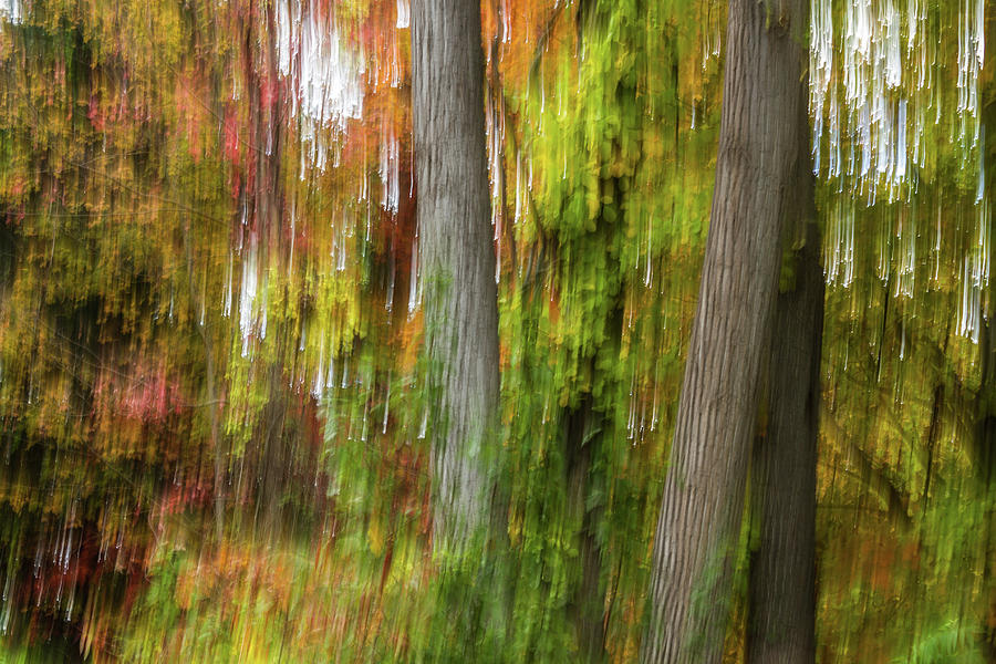 Light Dance With The Trees, Autumn Foliage Abstract Photograph