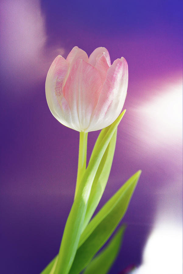 Light dancing with pink tulip Photograph by Beautiful Things - Pixels
