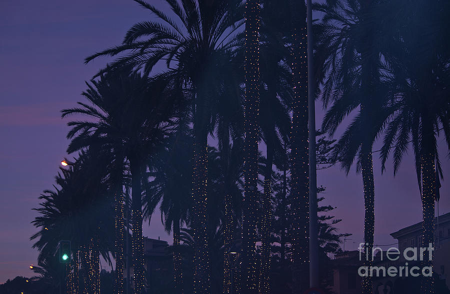 Light Decorated Palm Trees On Paseo Maritimo Photograph