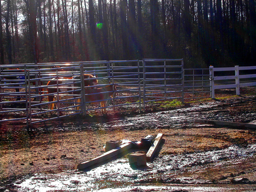 Light Drenched Morning Corral Photograph by Anne Cameron Cutri