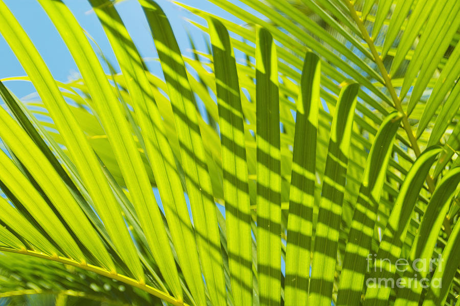Light Green Palm Leaves Photograph by Mary Van de Ven - Printscapes