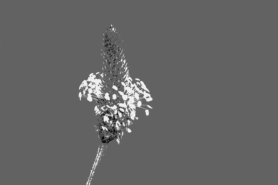 Light Grey Plantain Photograph by Richard Patmore