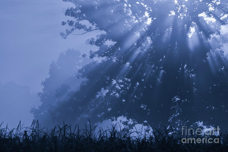 Tree Photograph - Light in Blue by Rachel Cohen
