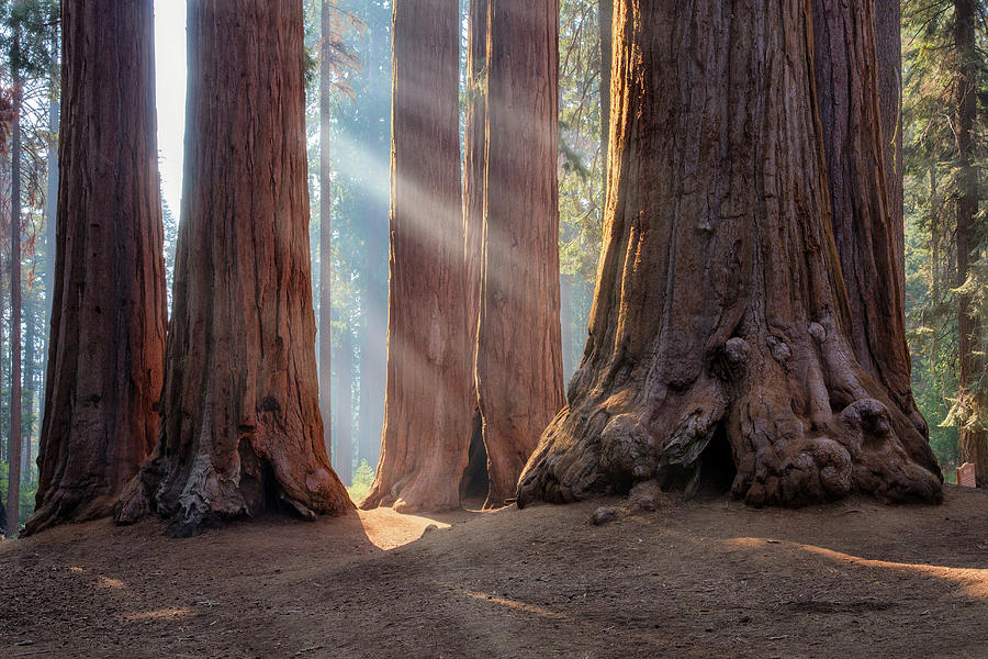 Light in Sequoia Forest Photograph by Alex Mironyuk