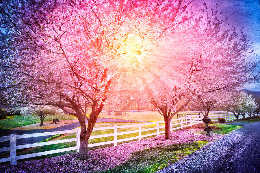 Light in the Cherry Trees Photograph by Debra and Dave Vanderlaan