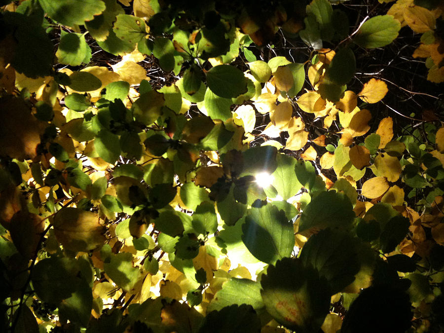 Light Photograph - Light In The Dark by Sara Efazat Light Photograph - Light In The Dark by Sara Efazat