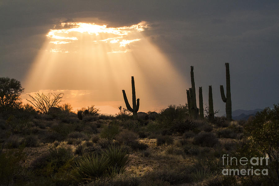 Sunset Photograph - Light in the desert by Ruth Jolly