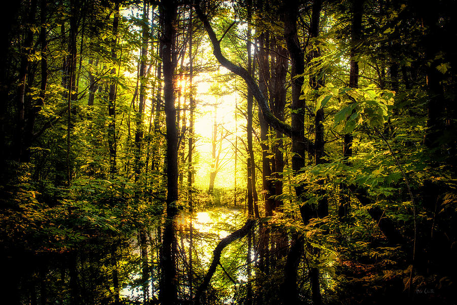 Light In The Forest Photograph by Bob Orsillo