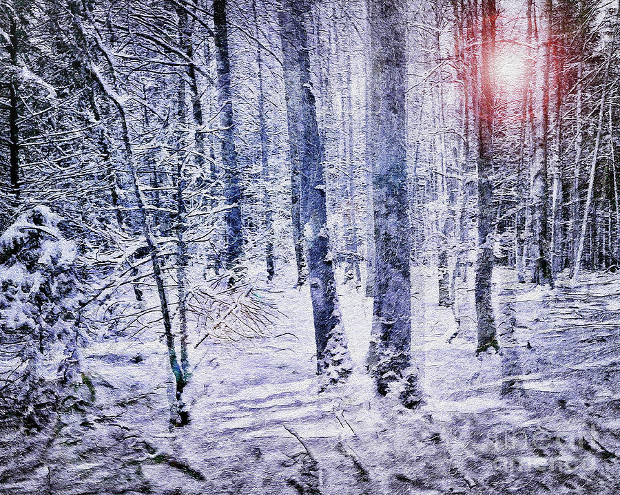 Light in the Forest Digital Art by Edmund Nagele FRPS