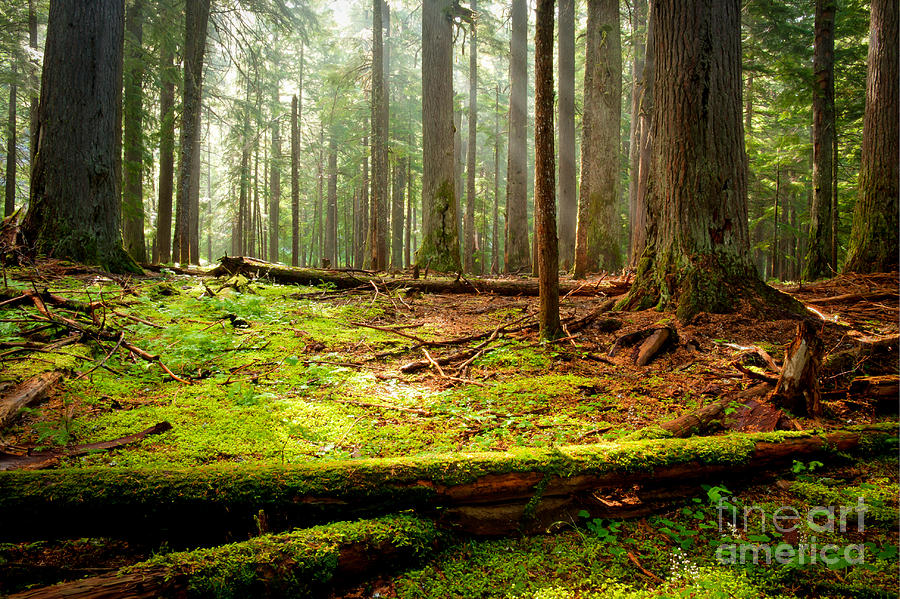 Tree Photograph - Light in the Forest by Idaho Scenic Images Linda Lantzy