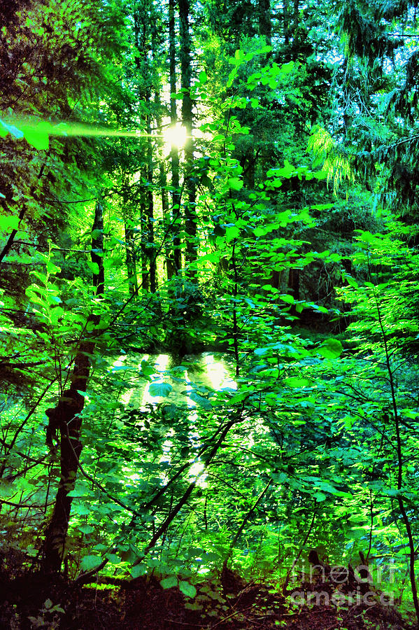 Light in the forest Photograph by Jeff Swan