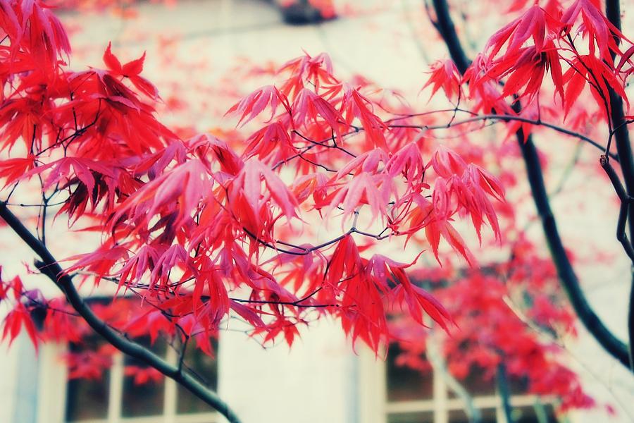 Light Japanese Maple Photograph by Cathie Tyler Fine Art America