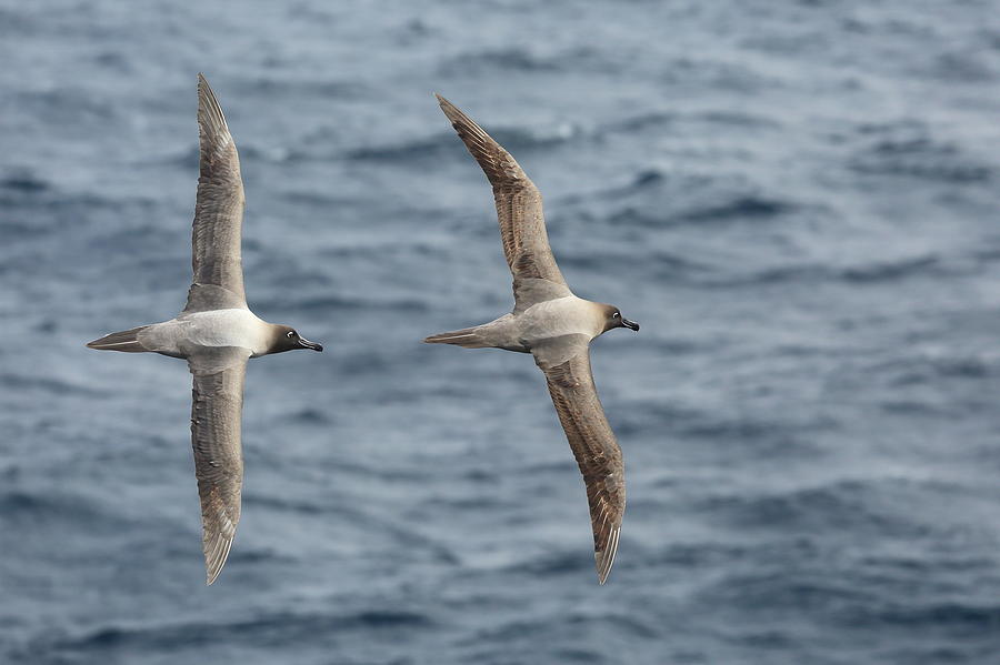 Light-mantled Albatross Duo Photograph by Bruce J Robinson