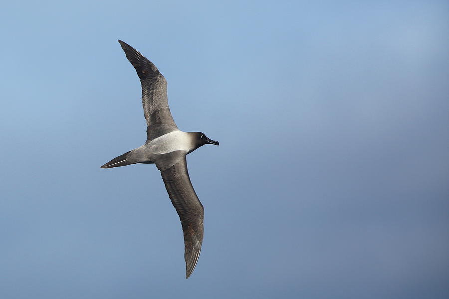 Light-mantled Sooty Albatross Photograph by Bruce J Robinson