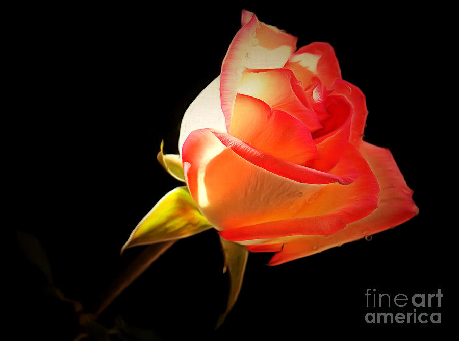 Rose Photograph - Light Of Love by Krissy Katsimbras