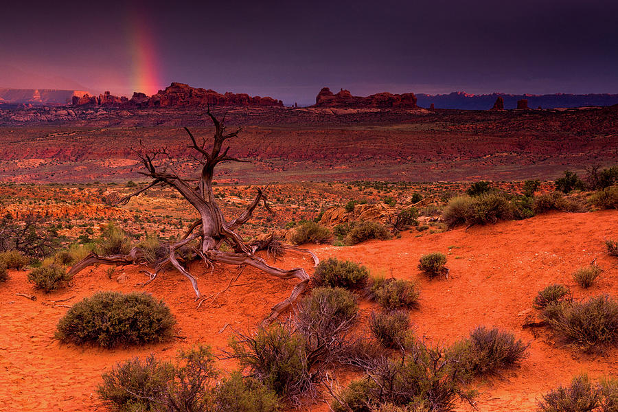 Light Of The Desert Photograph by John De Bord