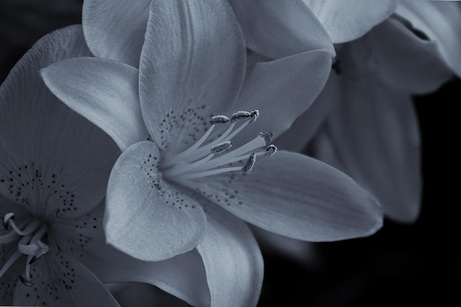 Light of the Lily mono Photograph by Rachel Cohen
